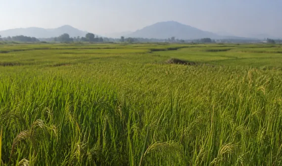 Kestria institute | The future of bio-stimulants in sustainable agriculture
